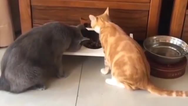 So many funny cats out thereš¹