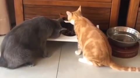 So many funny cats out there😹