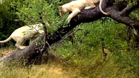 A Fascinating Journey into the Animal Kingdom
