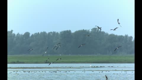 Wiffling Grayleg Goose