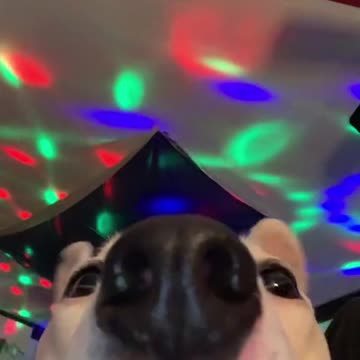 Doggie has the moves