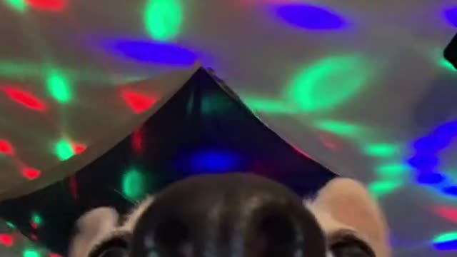 Doggie has the moves