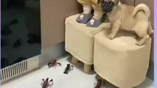 Cute Baby dog funny vedios