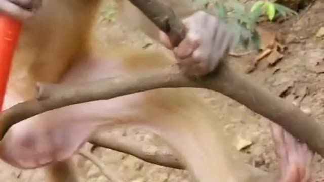 Baby monkeys eat carrots