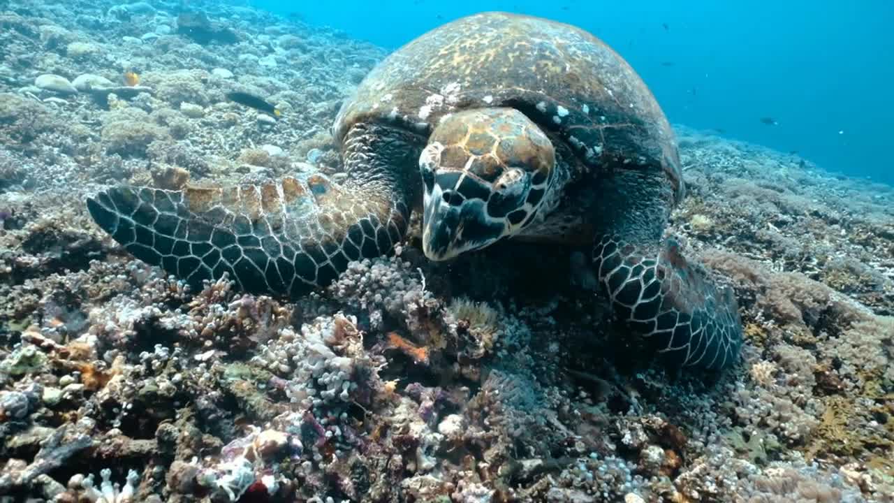 Close-up of sea turtle biting coral at bottom of blue clear ocean