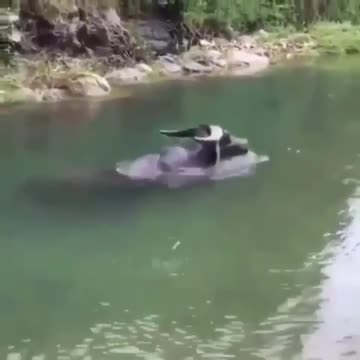 buffalo cooling off