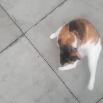 ASMR My Pregnant Cat Loves Getting Belly Rubbed Stroked Petted😻