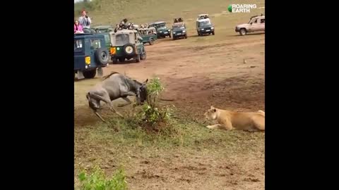 Male Lion Shows Lioness How to Hunt Wildebeest