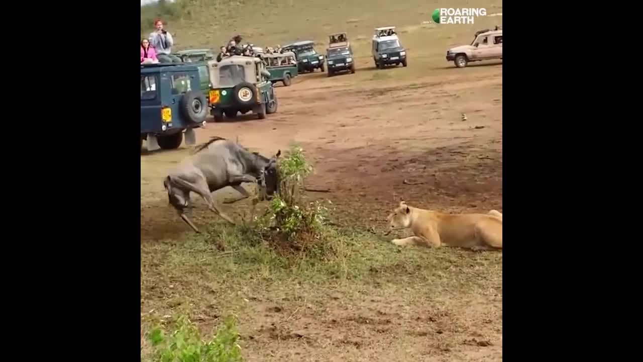 Male Lion Shows Lioness How to Hunt Wildebeest