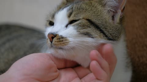 Petting a cute cat, close up