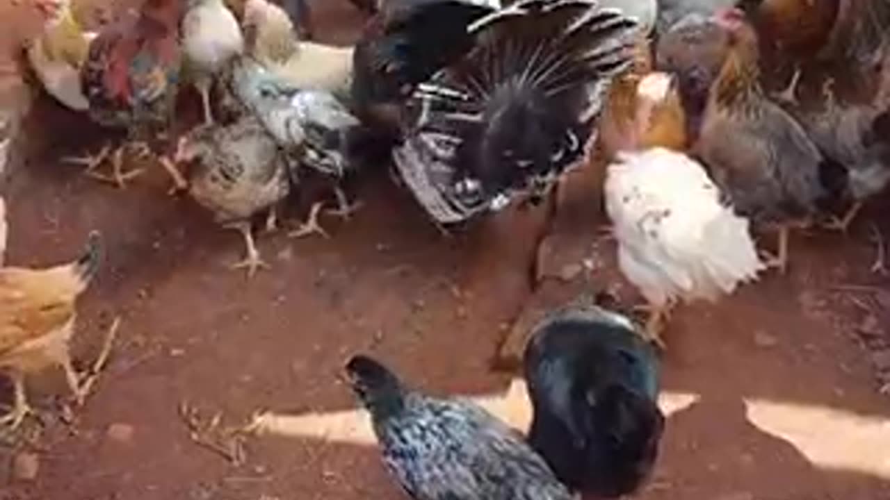 Amazing chicken 🐓 trending video