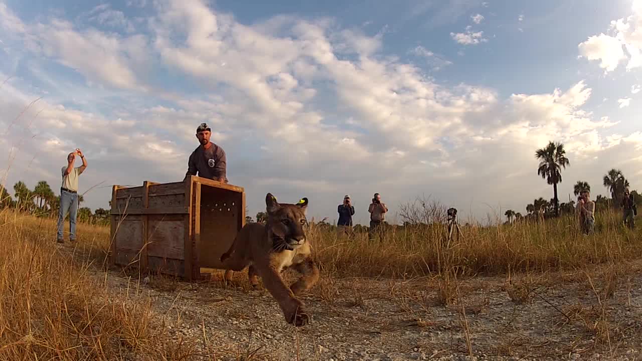 Releasing A Florida Panther