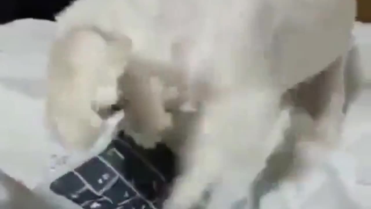 Learns quickly || Funny Videos || Genius pet