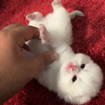 so cute kitten #cat #shorts