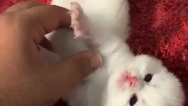 so cute kitten #cat #shorts