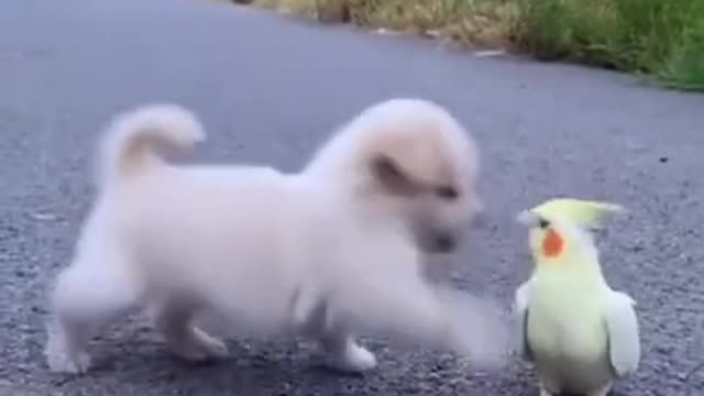 Dogs dont know how to talk with parrot