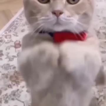 Funniest cat video ever