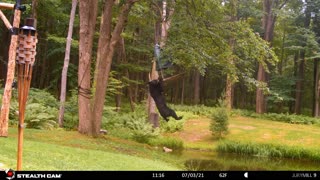 Bear Swings From Bird Feeder