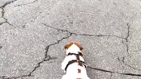 Are You a Dog 🐕 _