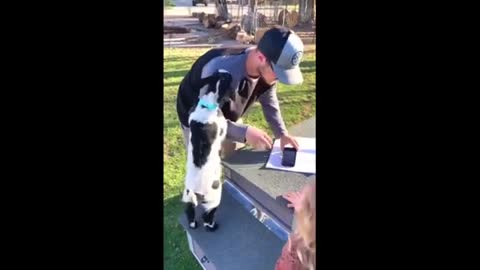 Man has unbreakable bond with wife's pet goat