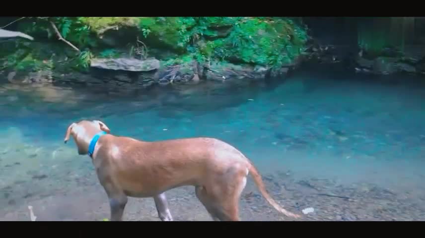 What is the experience of taking two dogs to the river