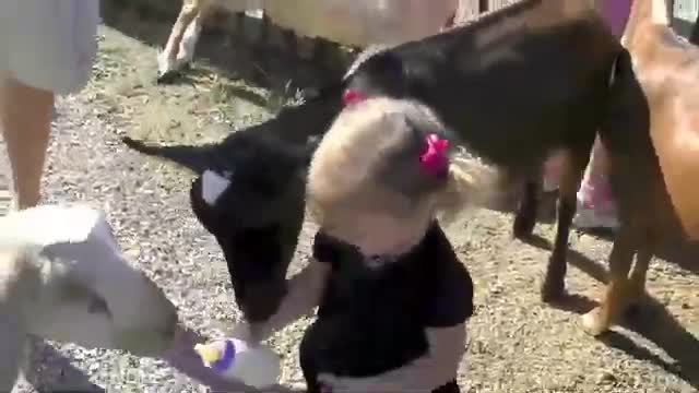 Funny Kid visit Animals