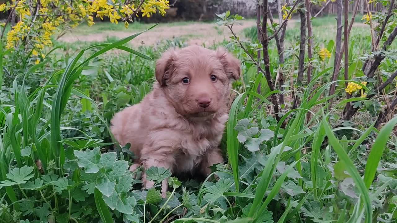 The sweetest little puppy ever!