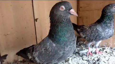 Kmagar red aye breeder pairpigeon beautiful