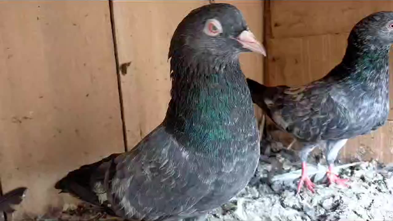 Kmagar red aye breeder pairpigeon beautiful