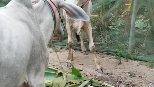 How to puhs cow