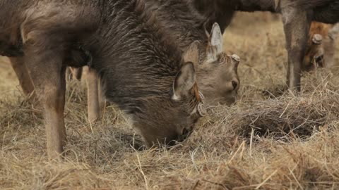 Deer at farm happily chewing straw