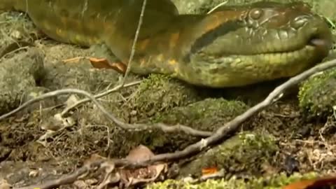 Gigantic Anaconda snake ever discovered in the wild