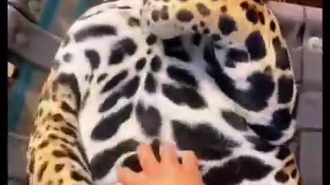 Big Jaguar Belly! ADORABLE ❤️