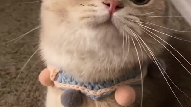 Hi Cat baby Cute animals funny video