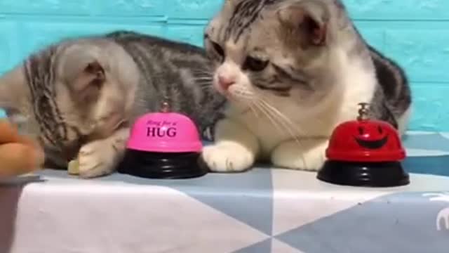 Lovely Cat and funny cats, funny cat videos :)