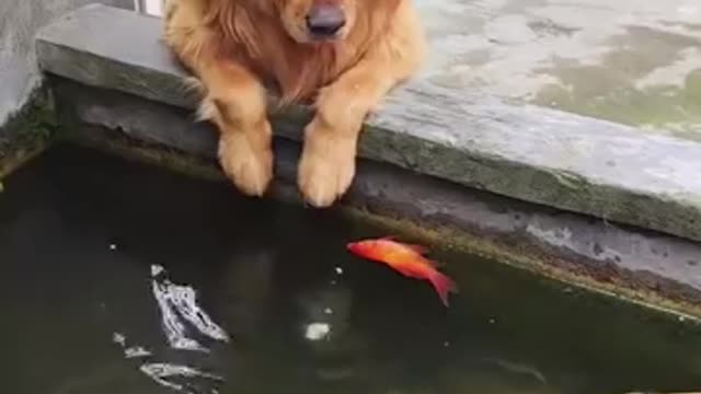 Mom ! My Fish is dead #dog #doggie #stray #dogvideo #shorts