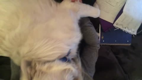 White dog sits on girl while shes doing her homework