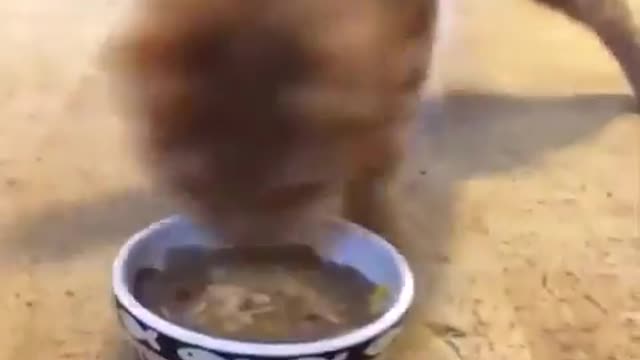 very funny with these cats