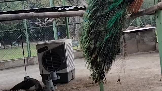 Peacock 🦚 Video By Kingdom of Awais