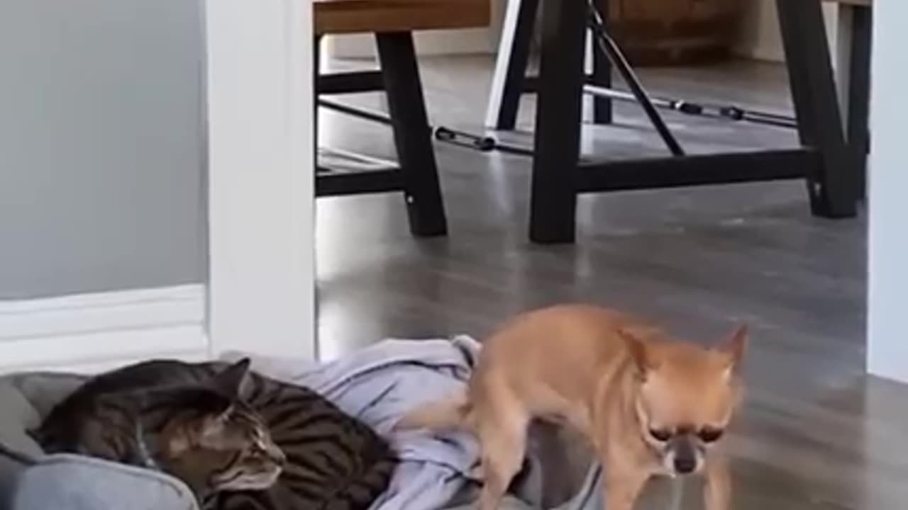 Funny cats and dogs video 😂