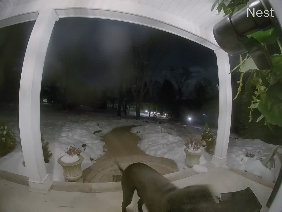 Dog Uses Doorbell To Come Inside