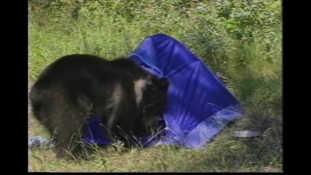 Bear DESTROYS Campers Tent