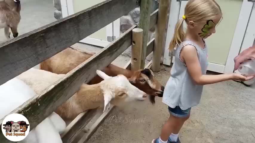 Animals trolling kids at zoo 3-Try not to laugh funny animals 2022 | pet squad