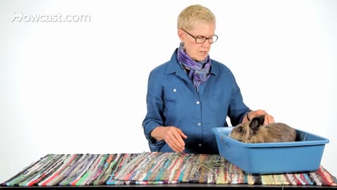 How to Determine a Rabbit's Sex | Pet Rabbits 