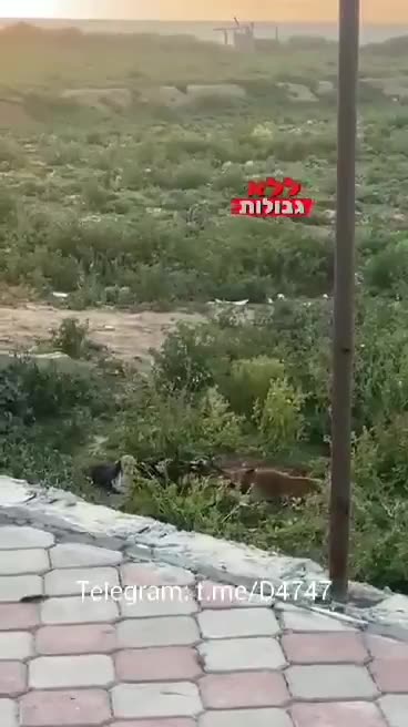 Israelis rejoice on images of dogs eating Palestinians