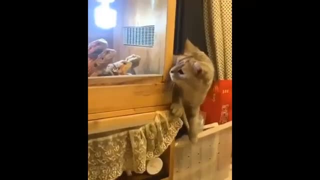 funny animals cats and dogsss