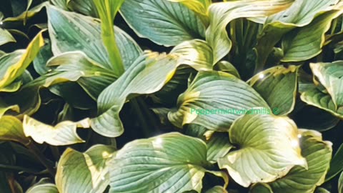 •ASMR|Hosta Plant 🪴🌱|