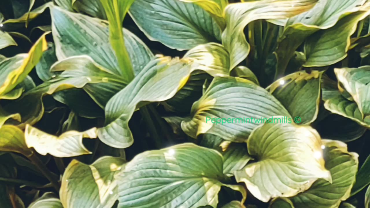 •ASMR|Hosta Plant 🪴🌱|