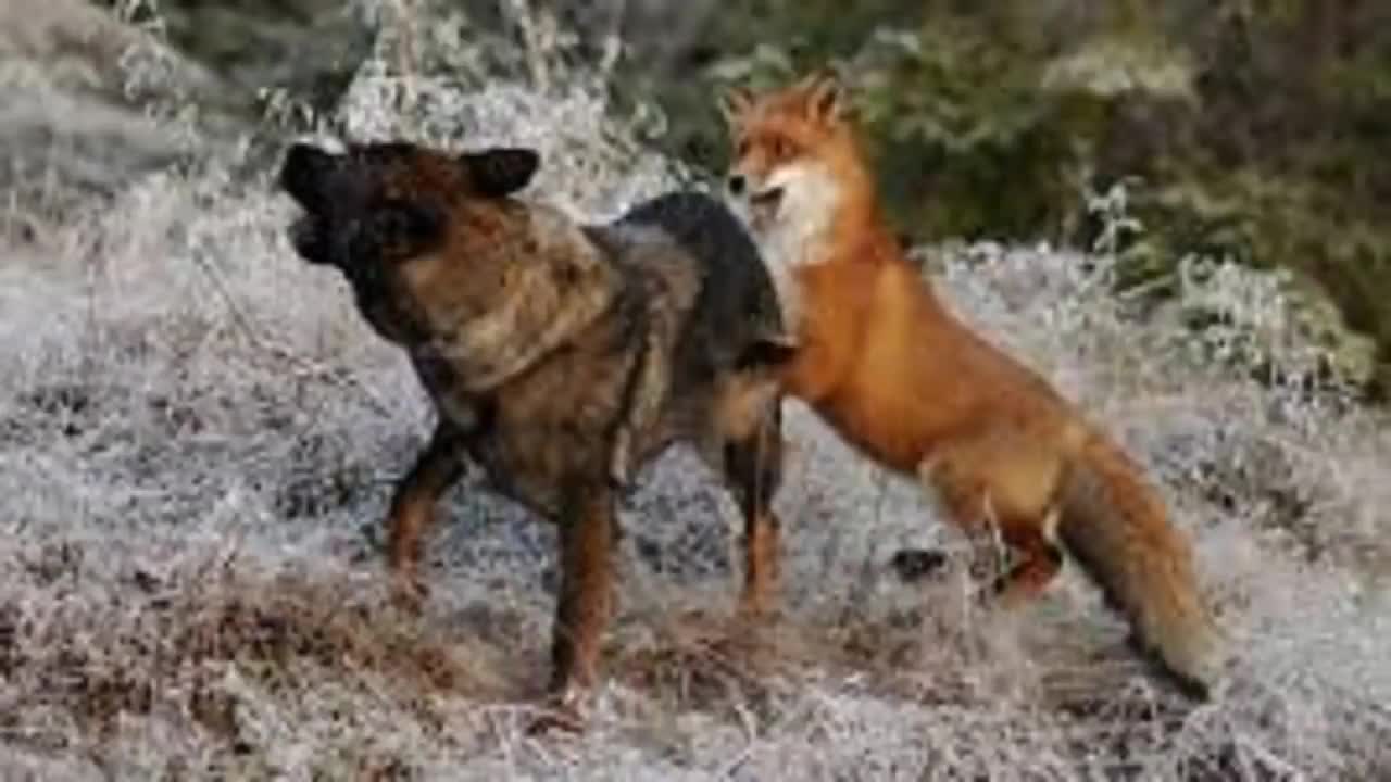 MOMENTOS EM QUE CACHORROS SE ENCONTRAR COM RAPOSA(animal da fauna brasileira)