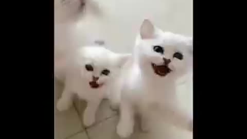 Funny Cats